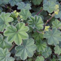 <i>Alchemilla indica</i>  Gardner